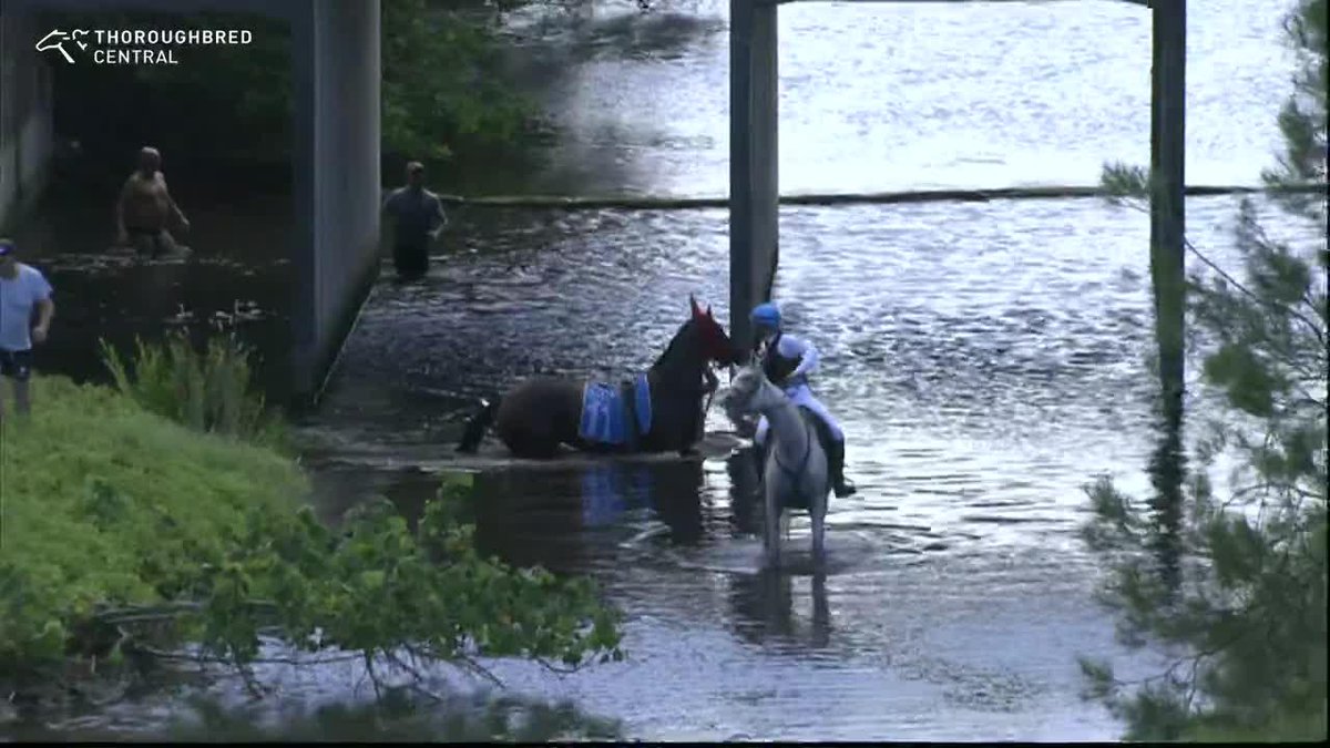 Track or canal? Princess Lunar chose to cool off in the canal instead 😂 Starter Kenny Watson deserves a medal for his heroics 🎖️
