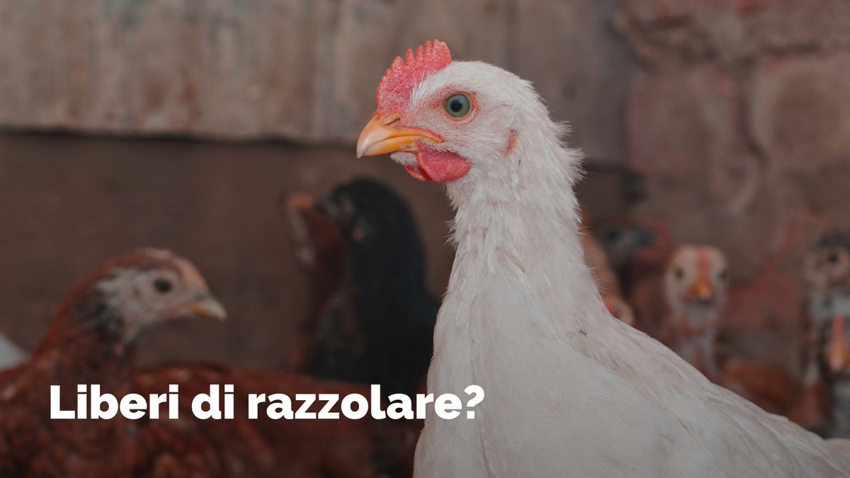 I polli biologici dovrebbero passare almeno un terzo della propria vita all’aperto. Ma è sempre così? I nostri inviati sono andati a vedere cosa succede in alcuni degli allevamenti biologici di Fileni. Lunedì sera alle 21.25 su #Rai3👇