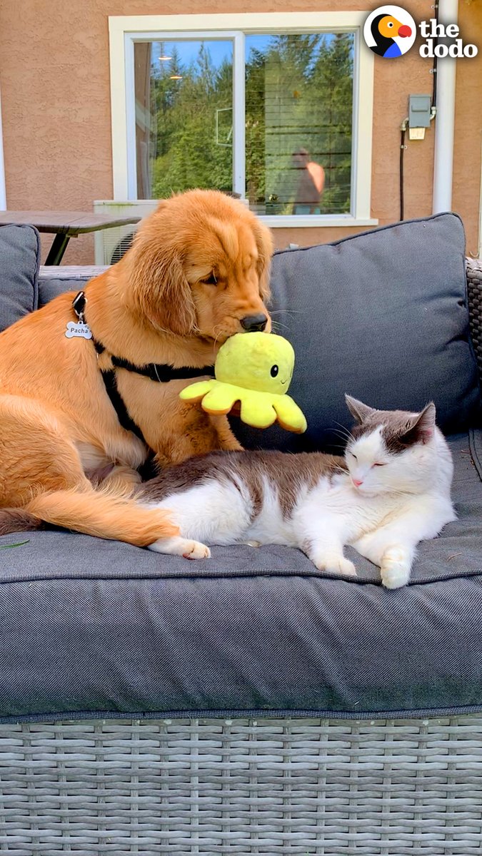 Puppy brings her cat sister toys every day for months and keeps getting rejected... until their parents get her a toy that looks exactly like the cat...❤️ Keep up with Pacha, Silly, Arielle &amp; Danny on TikTok: