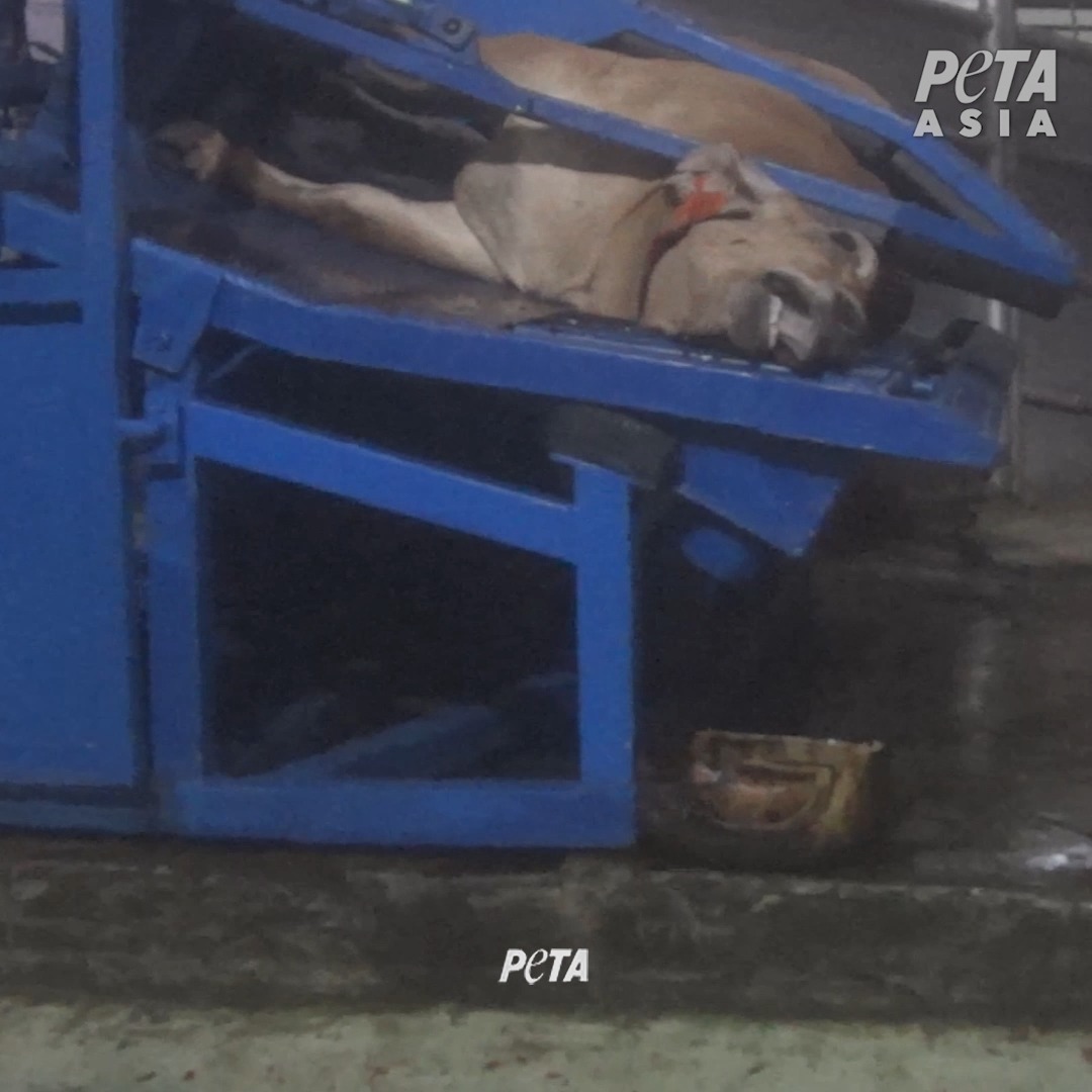 Can you imagine the terror and pain he felt in his last moments?