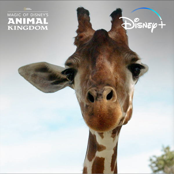 Brb while our hearts explode from adora-baby cuteness. 😭 Season 2 of Magic of Disney's Animal Kingdom is now streaming on #DisneyPlus! #MoDAK