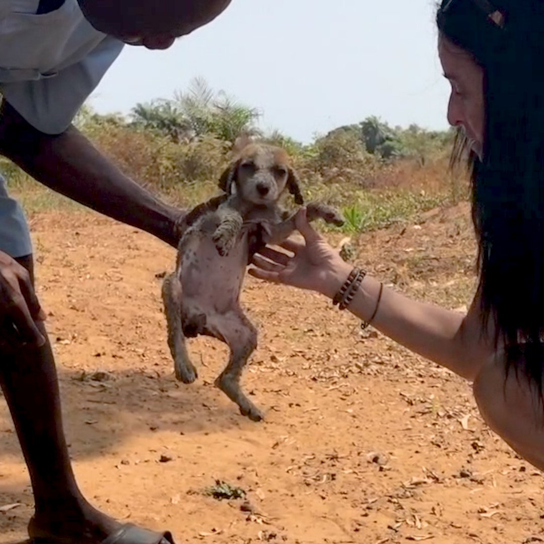 Watch this sick stray puppy transform into a new dog — with the help of some rescued baby chimps 😍 (via Liberia Chimpanzees & Animal Rights News)