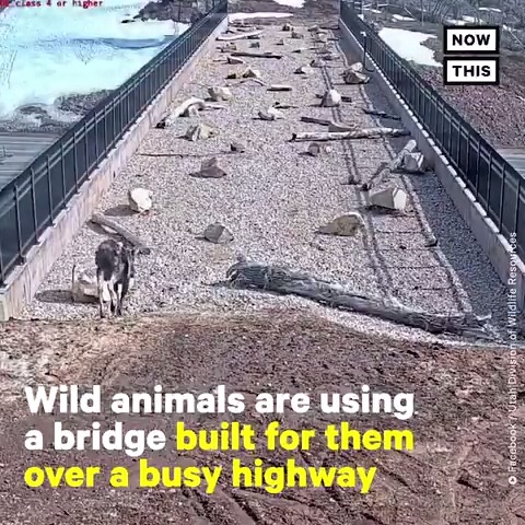 The Cultural Tutor Brilliant! this is the best bridge💯 Bears, moose, cougars and coyotes are all making safe passage. This wildlife bridge from Utah, US should be copied across the globe.