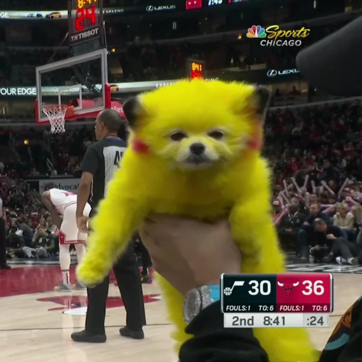 【批判の声も】ピカチュウのような見た目の動物がNBAの観客席に、「動物虐待」「かわいそう」などのコメントも