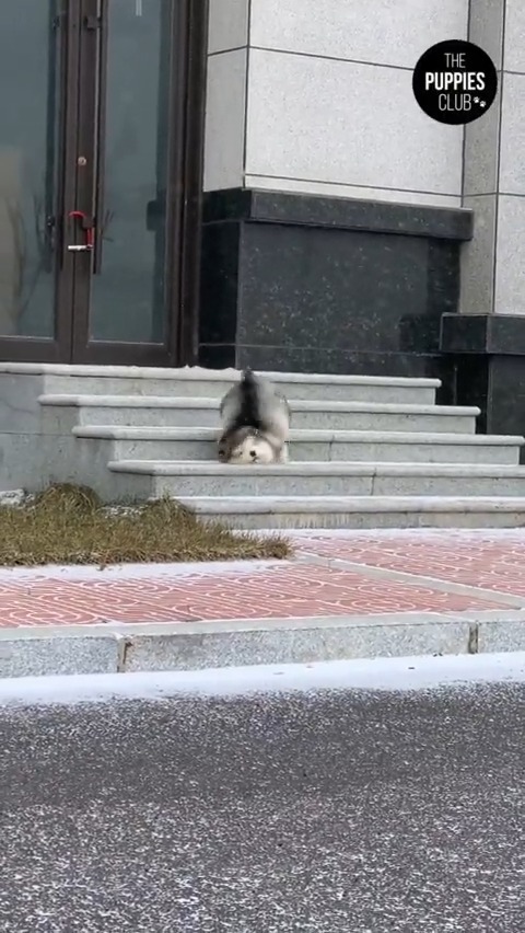 A for effort for this fluffy chunky boi 😂🤩
