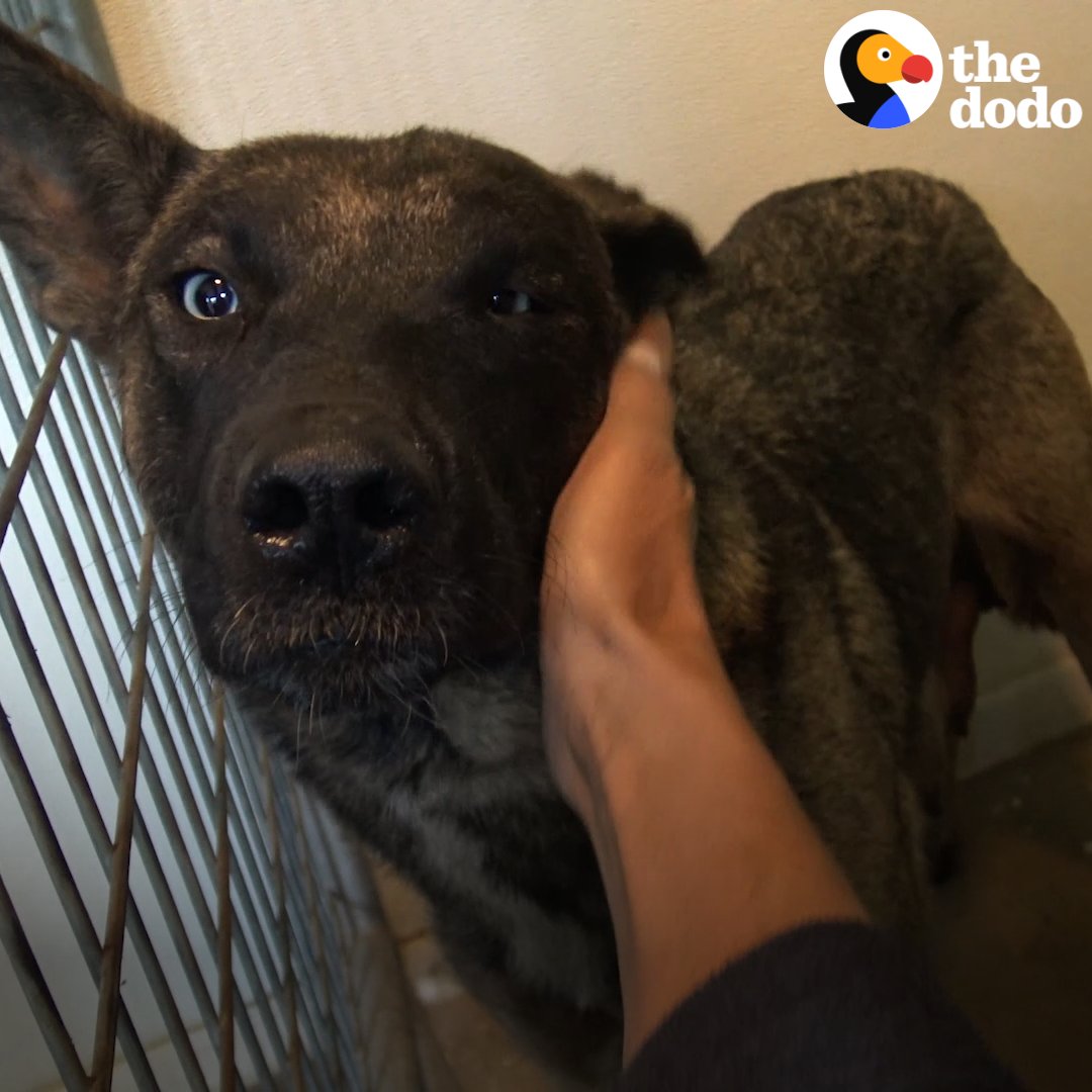 Woman rescues Mama dog and reunites her with her puppies one by one 💗