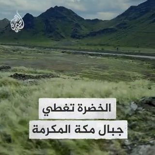 في مشهد غير مألوف.. جبال #مكة المكرمة تكتسي باللون الأخضر بعد الأمطار الغزيرة التي شهدتها المنطقة مؤخرا