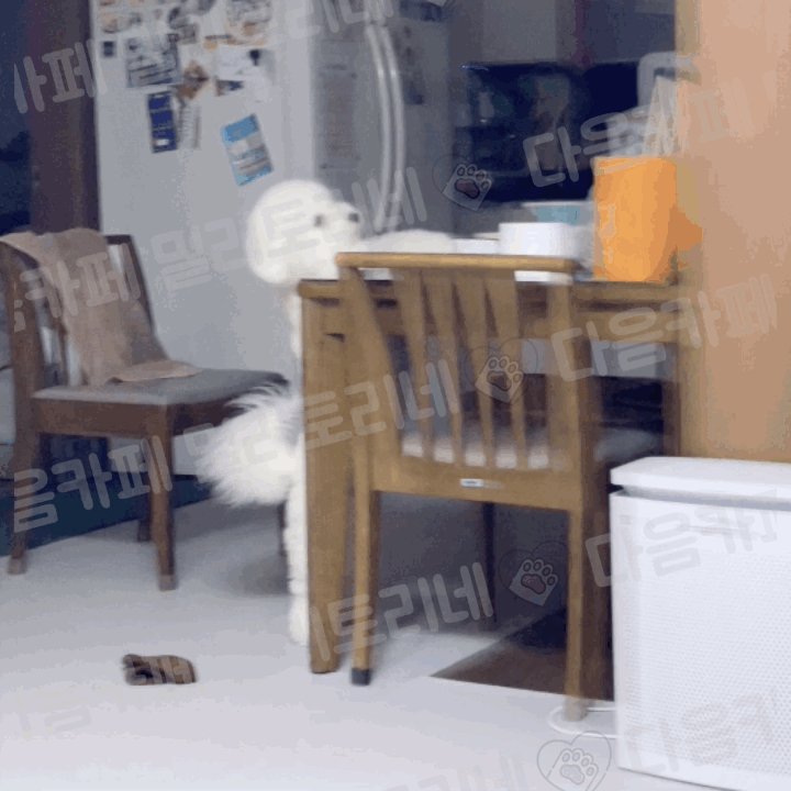 우리 강아지 개빡친 거 볼 사람