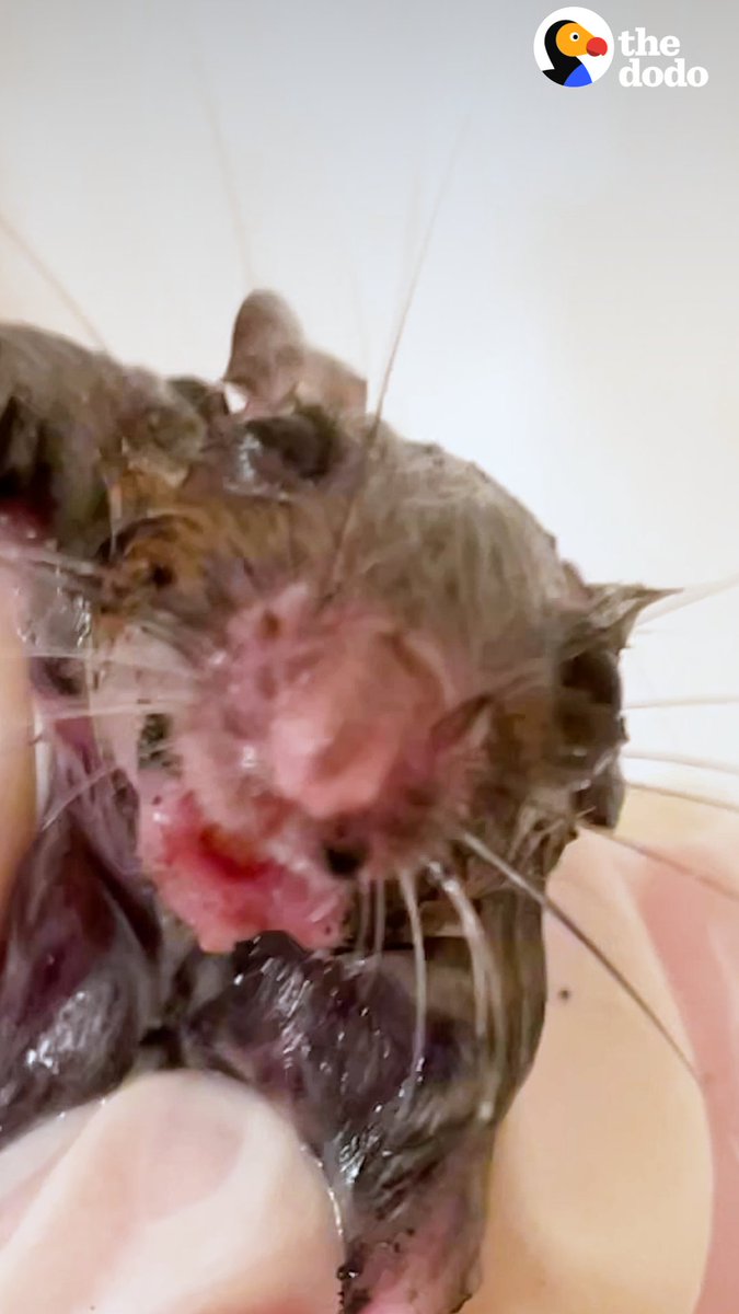 Woman saves tiny mouse from glue trap and gives him a bath 💙 Special thanks to Filiz! Follow along on TikTok: