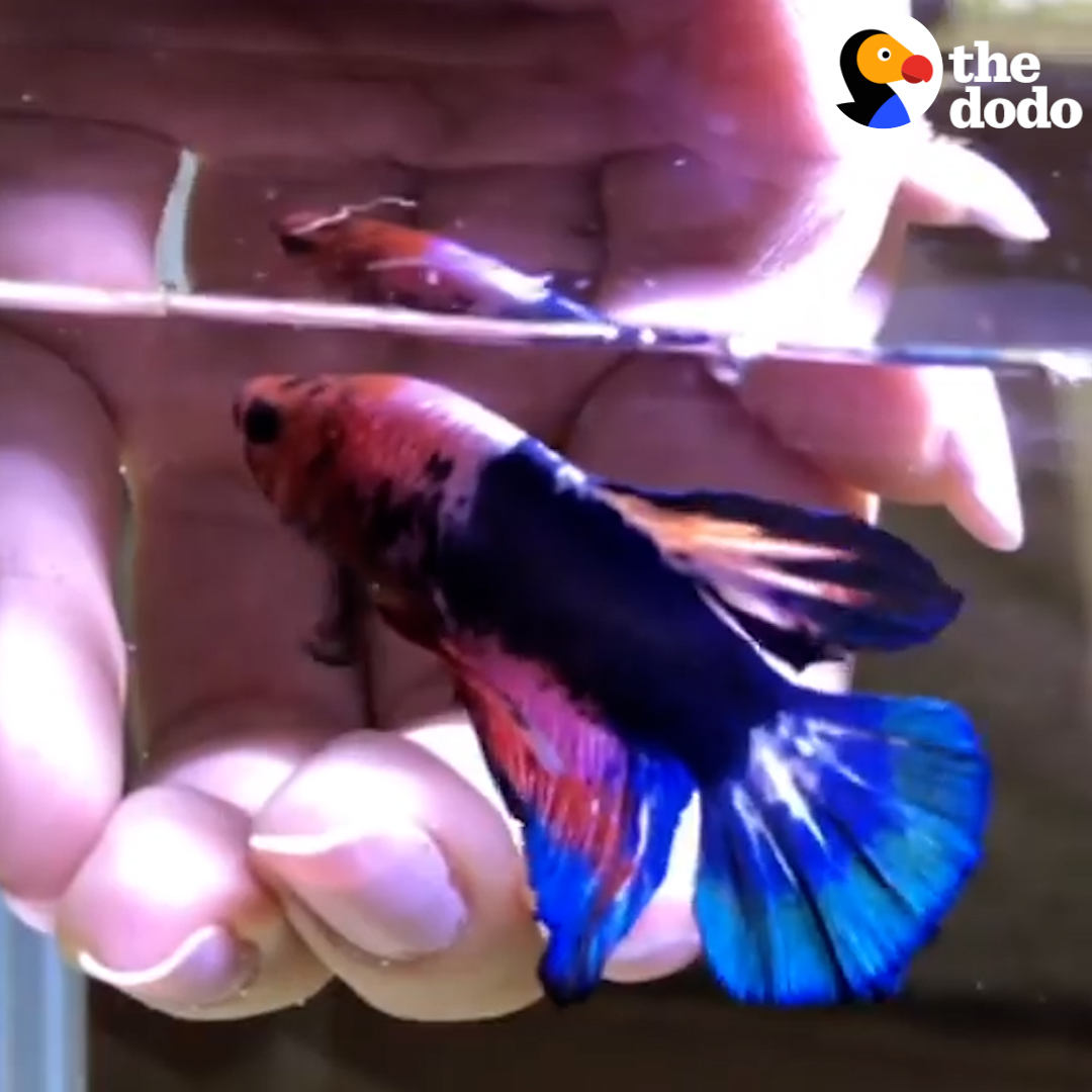 Watch one little Betta fish show everyone that Bettas are secret geniuses 🐠 Special thanks to Pepsi & Louisa! Follow along on Instagram: