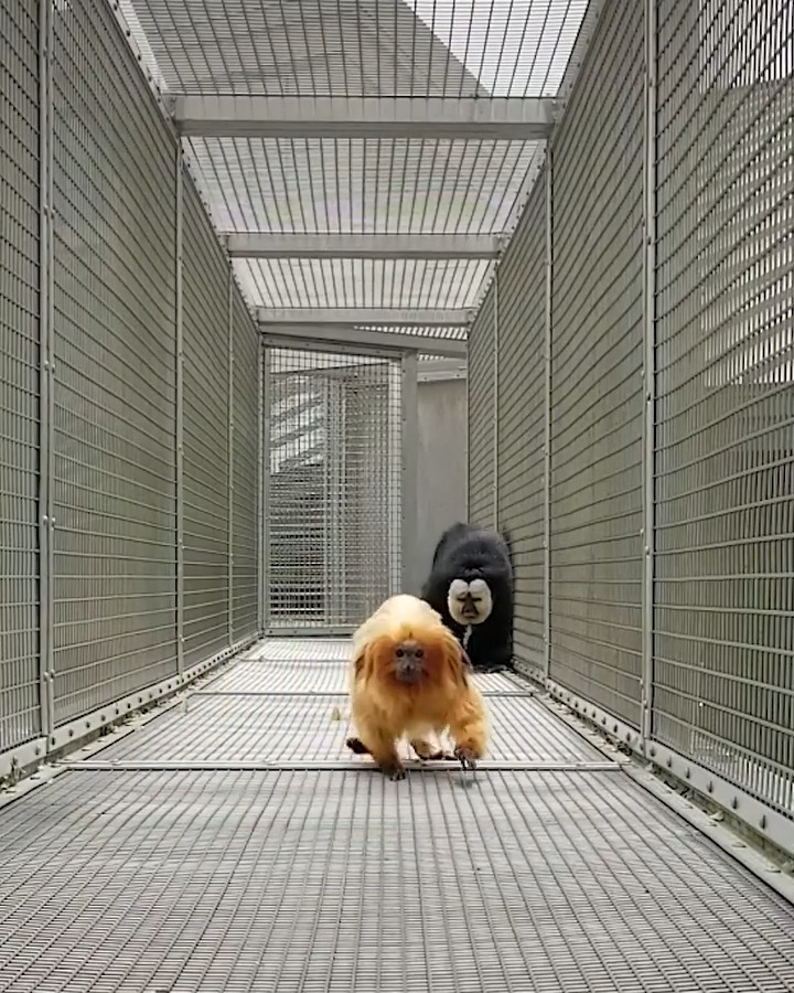 Time to explore! 🗺️ Our Zoo360 trail system allows our animals, like our golden lion tamarins and white-faced saki monkeys, to travel to different parts of the Zoo. Both of these species of primates are native to South America.