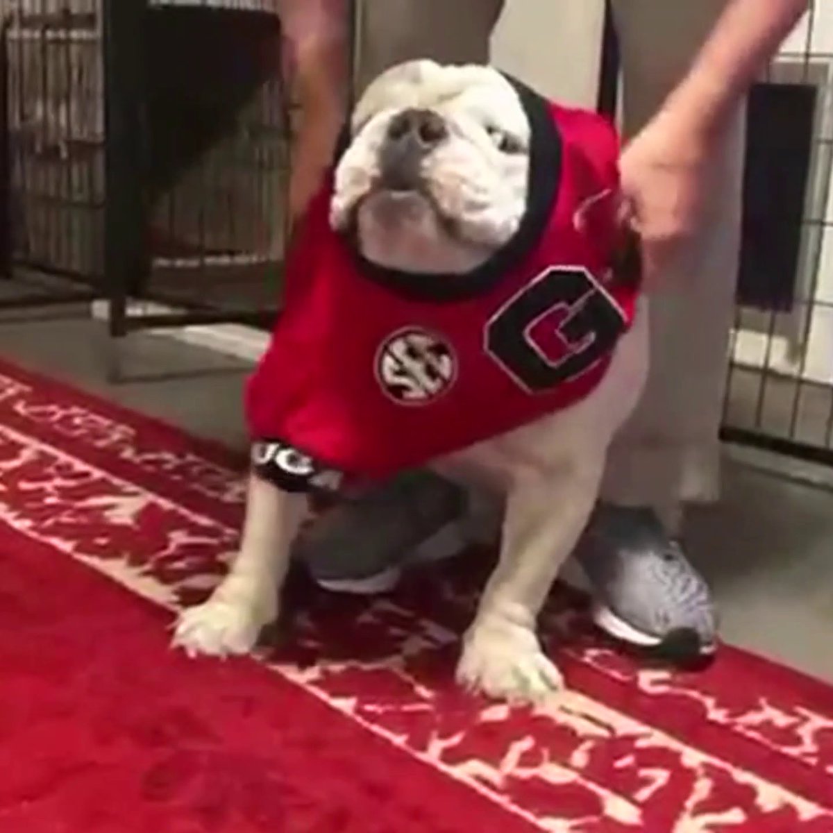 Uga is locked in back in Athens 🤣 🐶