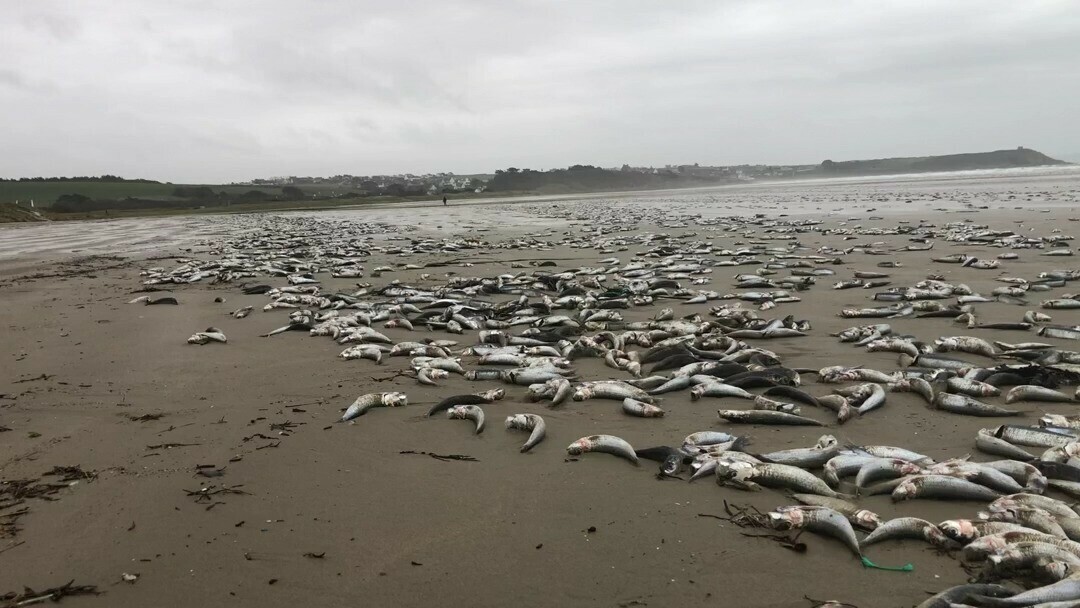 🐟 Plusieurs centaines de kilos de sardines et de chinchards ont été découverts le long des plages de Pentrez et de Lestrevet, à Saint-Nic et Plomodiern, ce mardi. 😲