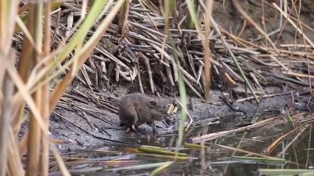 "I'm not a beaver!" - Muskrats