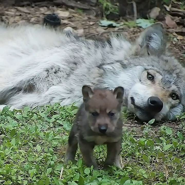 Wolves are loving. 🐺