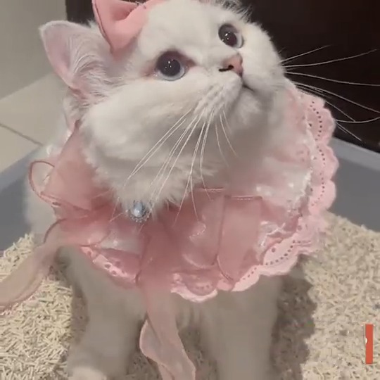 Is this Marie from "The Aristocats"? #meowed #TheMeowedClub