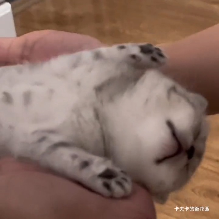 never gonna wake you up
