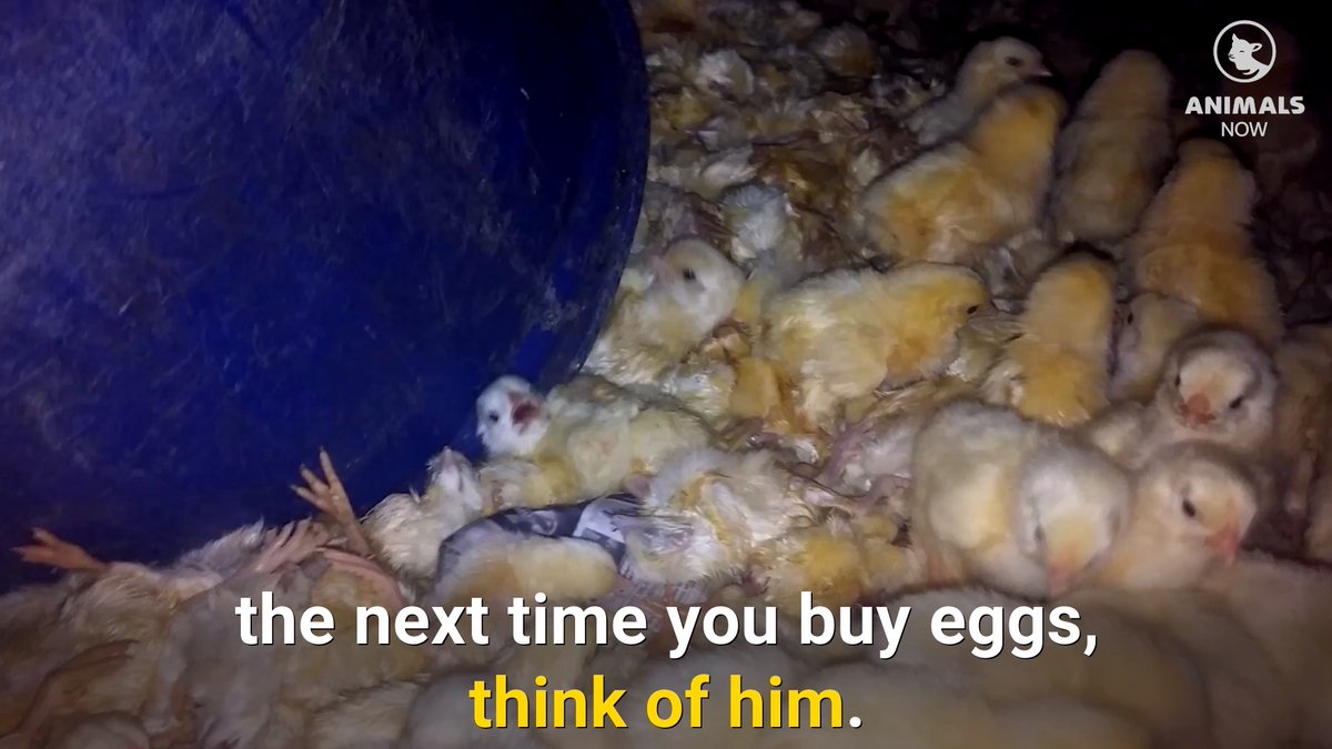 Did you know 7 BILLION day-old male chicks are burned, drowned, or dumped alive into metal grinders by the egg industry each year because they can't lay eggs? #GoVegan ⬇️