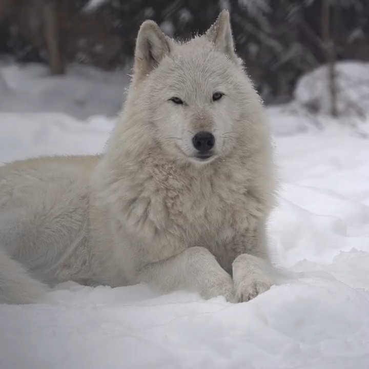 Your moment of calm 🐺