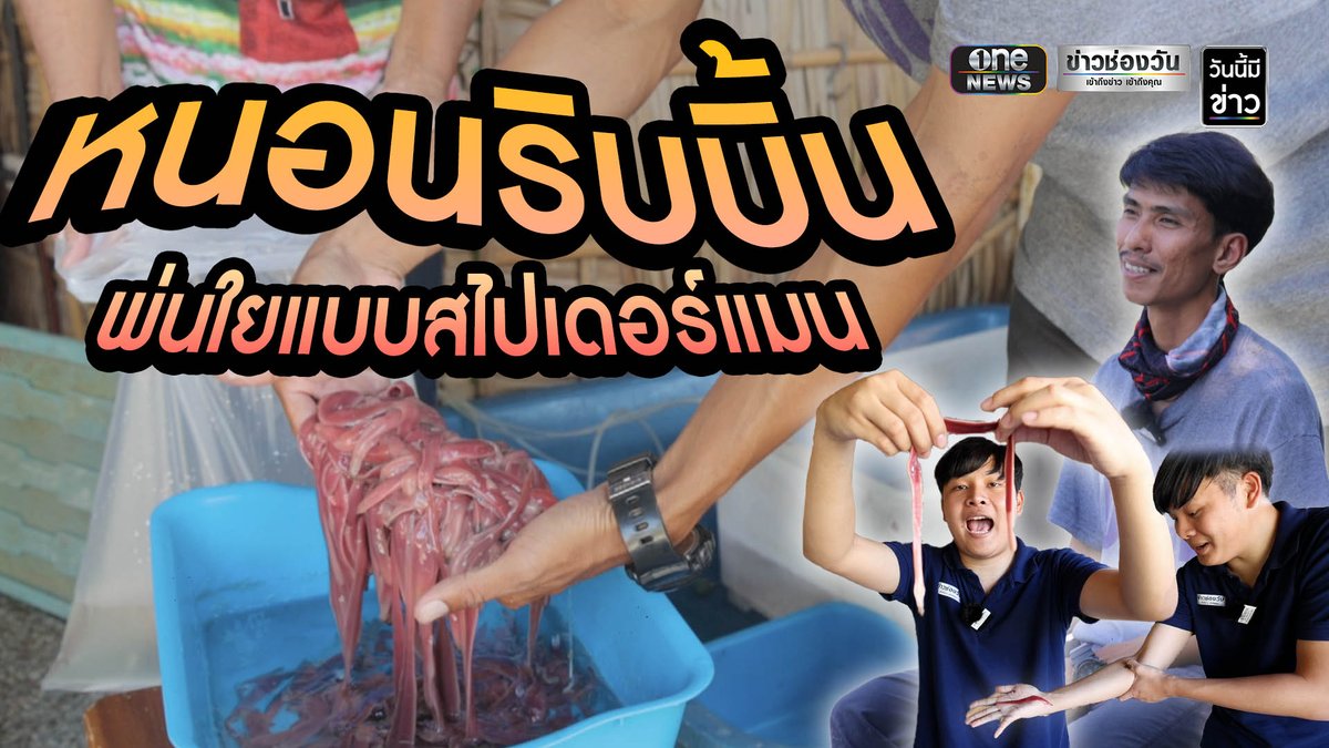พาไปรู้จัก "หนอนริบบิ้น" พ่นใยได้เหมือนสไปเดอร์แมน ทำเงินมหาศาล #วันนี้มีข่าว
