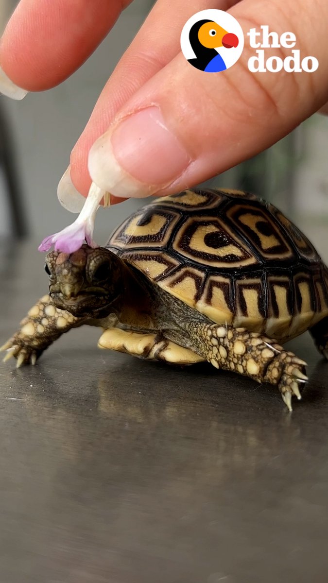 Baby tortoise has an adorable routine — watch him cuddle up to his cat brother 💚