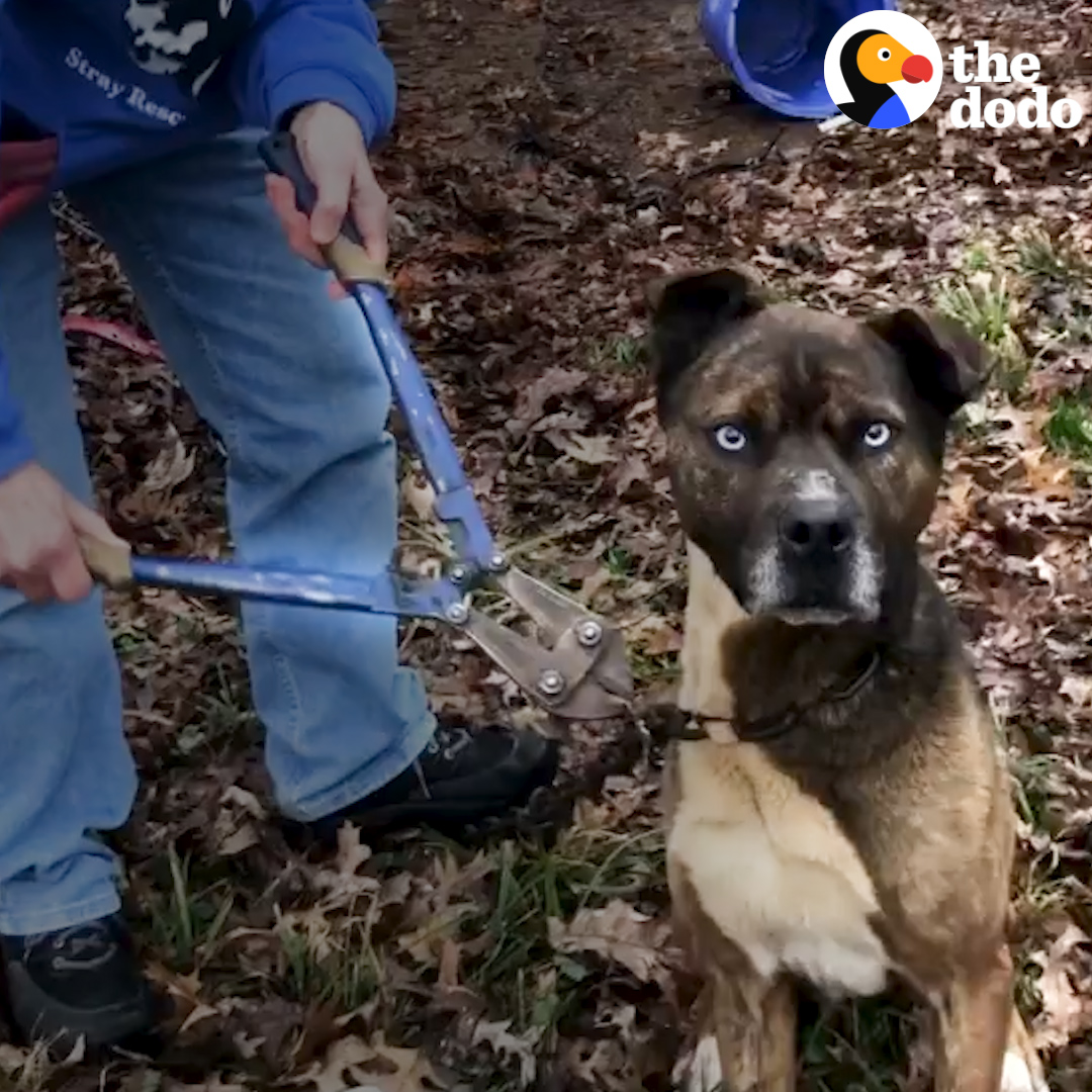 These people saw a dog on a chain and HAD to save his life 💜