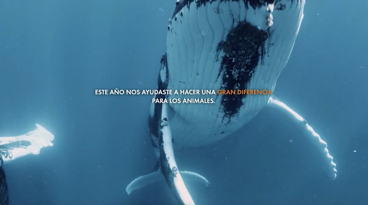 Estamos cambiando la vida de los animales. Para siempre. ¿Te unes? 🧡