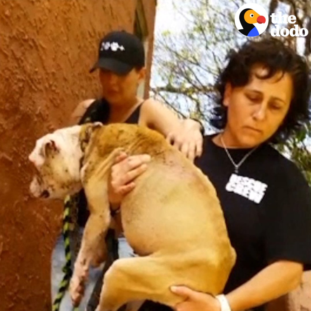 Rescuers couldn't believe what people did to this dog — but they turned their anger into love and completely transformed her 💞💞💞