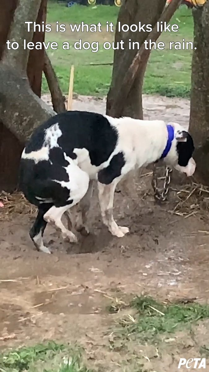 As the rain poured, she tried to get to shelter, but her chain was tangled, leaving her shivering in the cold 😢 Companion animals belong inside.