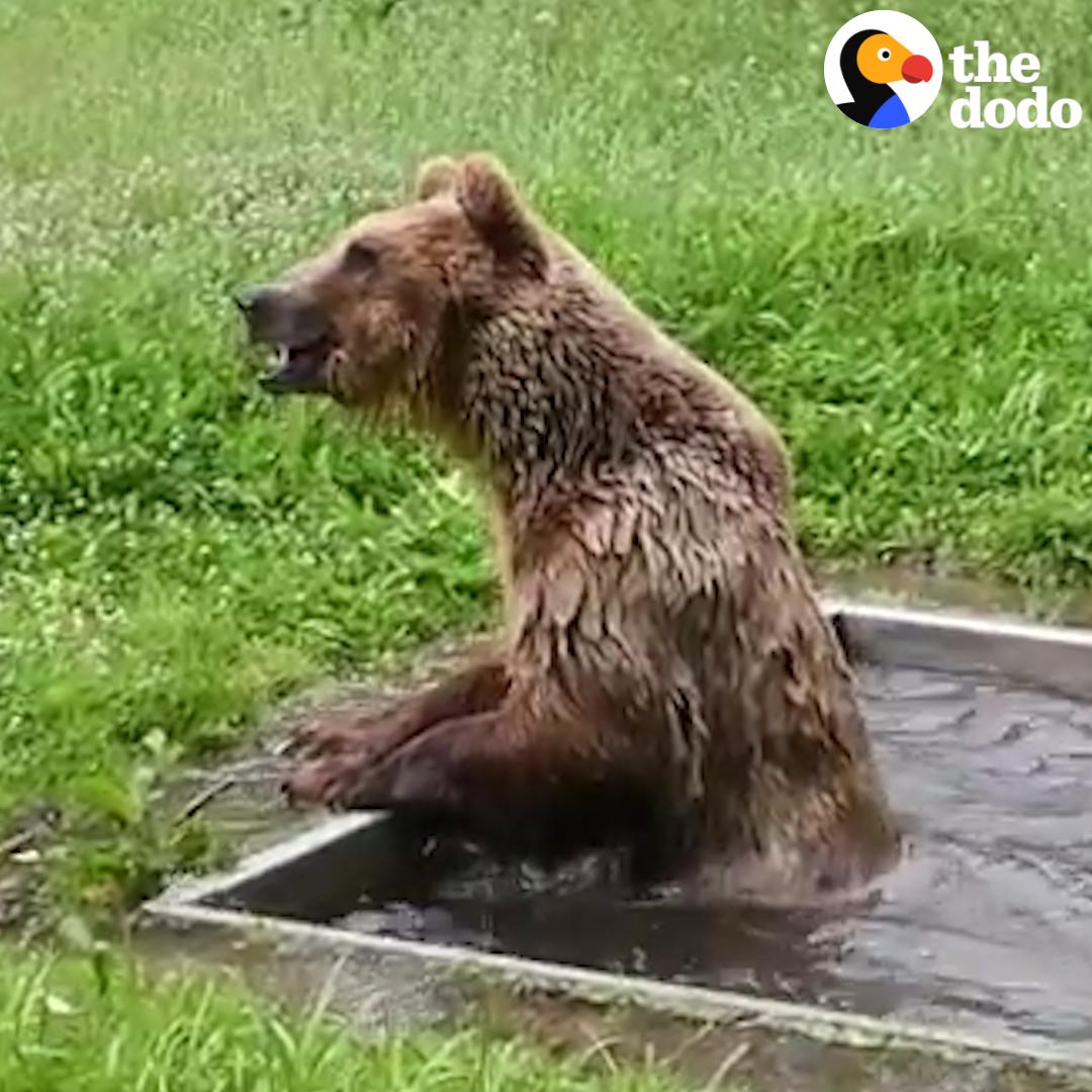 This bear spent 8 years in a cage — and he's so HAPPY to have his own pool 💙
