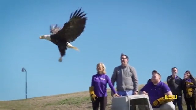 🦅 Healed and Released LSU Women's Basketball head coach Kim Mulkey assisted the LSU Veterinary Med team by releasing an eagle that our Wildlife Hospital staff and students had been nursing back to health since November.