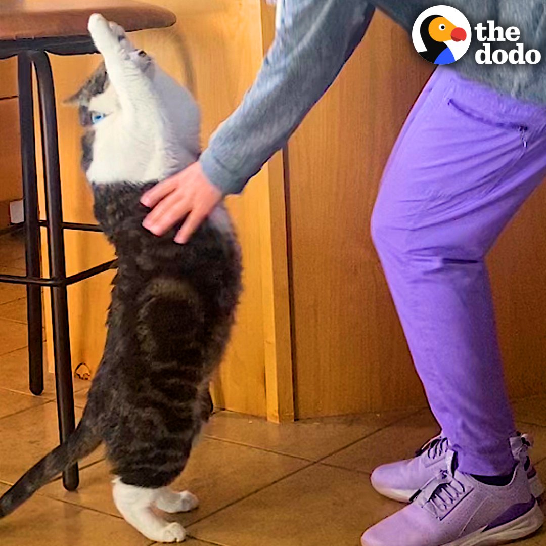 Cat does the cutest thing when he wants to be picked up — and he's been doing it since he was SO tiny 😻