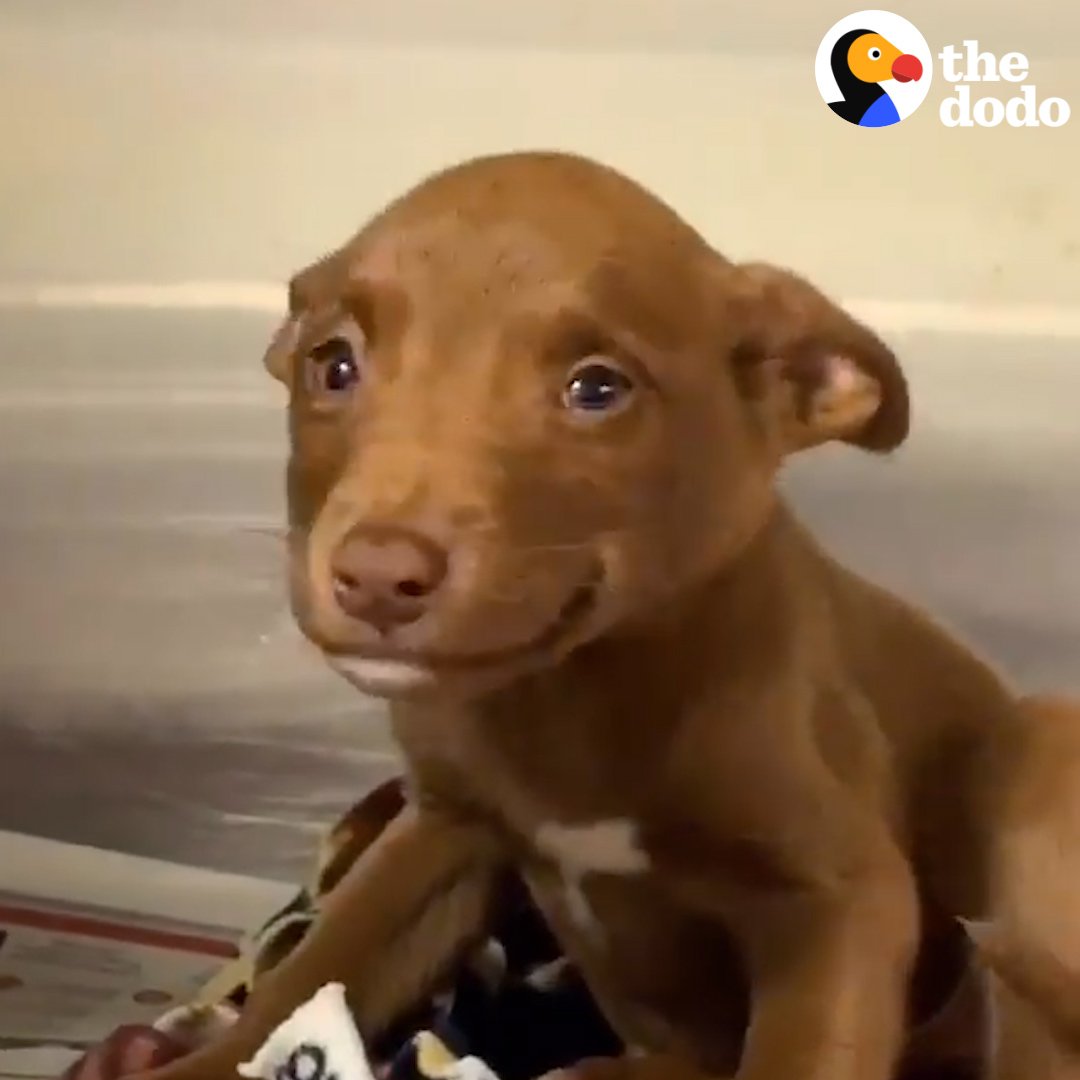 This adorable puppy wouldn’t stop smiling in her shelter kennel 💗