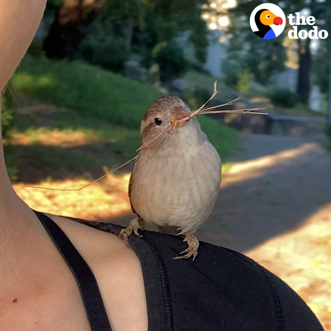 When this baby sparrow is ready to fly off on her own, she keeps flying back to her rescuers — so she goes to the beach with them now 💛