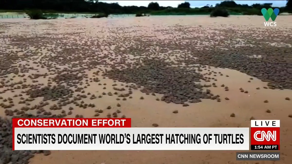 Scientists have documented the world's largest hatching of baby turtles.