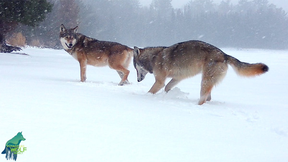 Swapped an SD card on Saturday and realized we got some dynamite footage of the Nashata Pack! Here is a snippet for some Monday morning zen…enjoy a few moments of a couple wolves being wolves in a snowstorm!