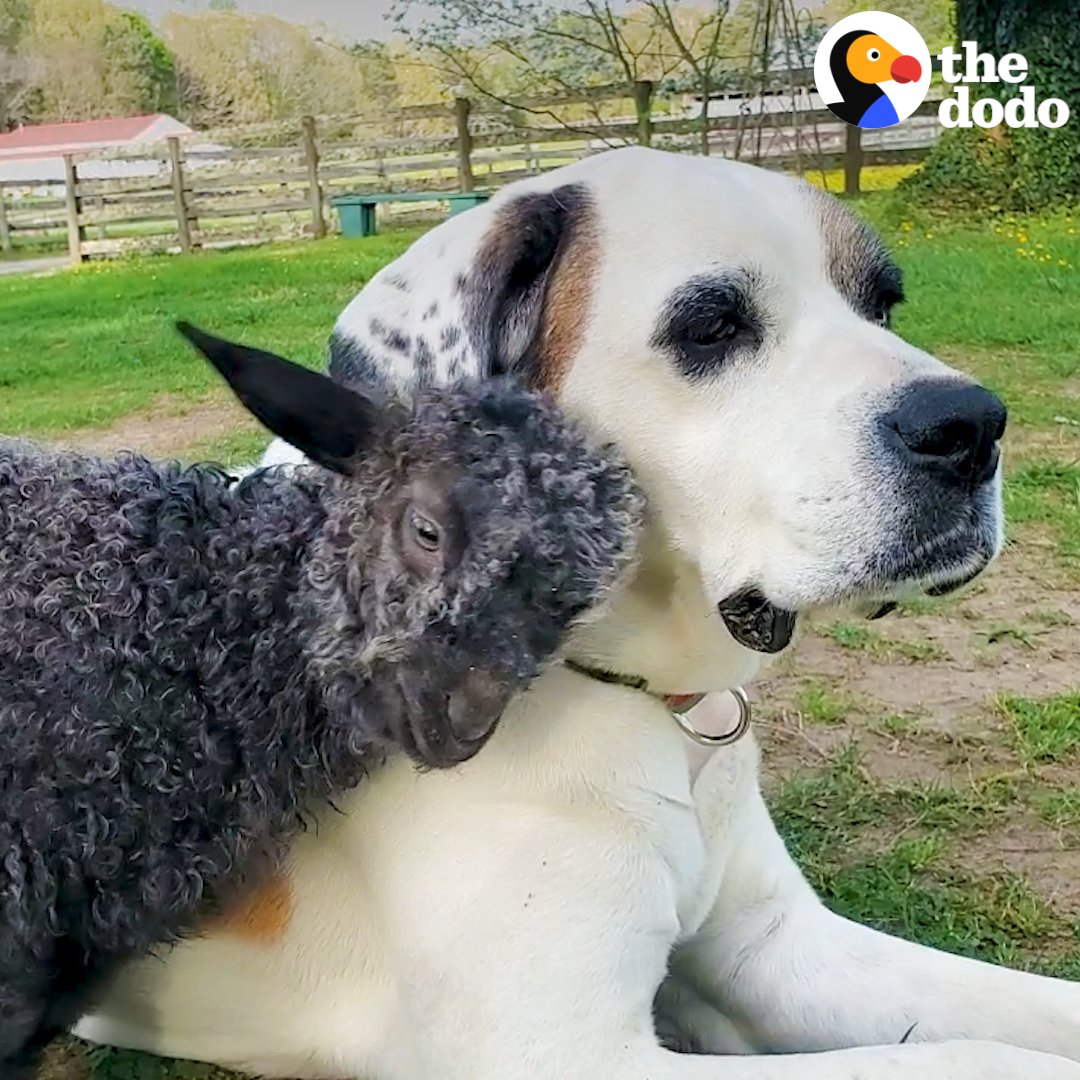 Wobbly baby goat finally gets to run and she can't wait to show her dog best friend 💛 Little Buckets Farm Sanctuary