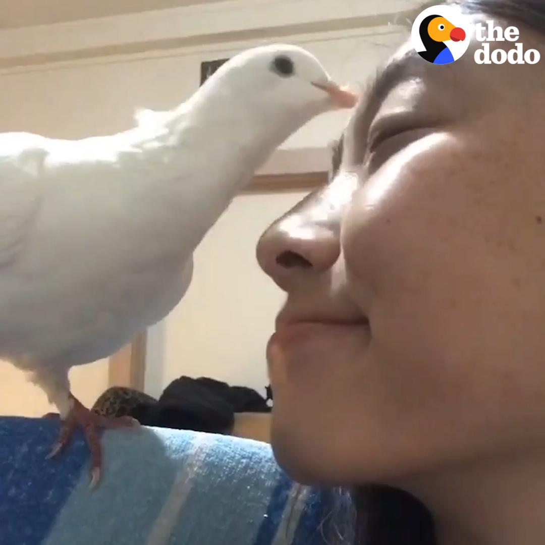 This pigeon gets so excited when her mom gets home from work 💙