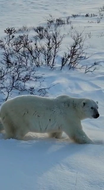 Churchill, Manitoba is home to about 800 people. For a few weeks each year, it’s home to the same number of polar bears. Here’s what it’s like living in the polar bear capital of the world