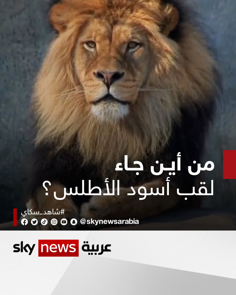 من هنا جاء لقب المنتخب المغربي! .. عرض بقايا عظمية لـ"أسد الأطلس" المنقرض يعود تاريخها إلى 110 آلاف عام #شاهد_سكاي #المغرب