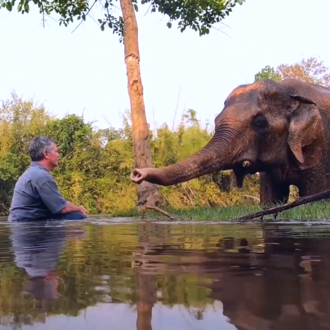 Rescued elephant completely relaxes when this guy plays music for him ❤