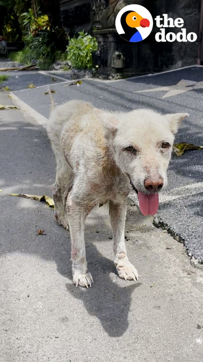 Dog who spent over a decade on the street loves when his human sisters play vet with him now โค๏ธ Mission Paws'ible Charity