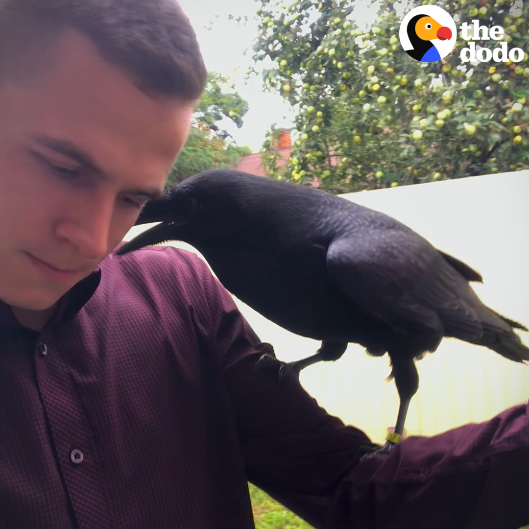 This raven flies back to his dad every single day 💙