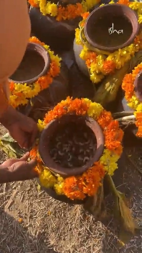 #MattuPongal was celebrated with great vigor and enthusiasm at the #IshaYogaCenter, in the presence of #Adiyogi. The festivities included cultural performances, preparation of traditional #Pongal, and offering of gratitude to the indigenous breeds of cattle from Isha’s gaushala.