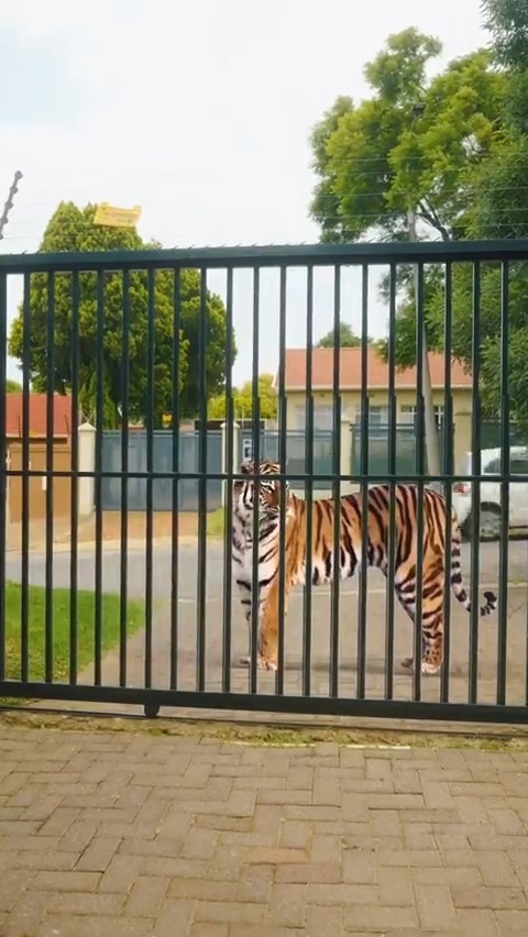 RIP Sheba 💔 The Tiger
