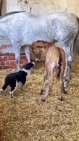 Making a new best friend from the very beginning 🥺❤️ 📹 @besthorseriding [on Instagram]