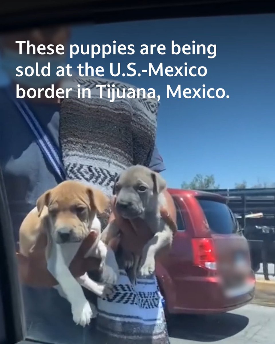 There’s nothing “cute” about puppies for sale, they're not souvenirs. Buying a sick puppy at the Tijuana border isn’t rescuing them—it’s ensuring that dozens more puppies will be bred and sold the same way.