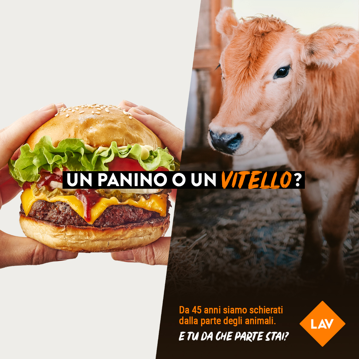 Da 45 anni siamo schierati dalla parte degli animali. E tu da che parte stai? Scoprilo ora e scarica i 6 consigli gratuiti per essere dalla parte giusta! 👇