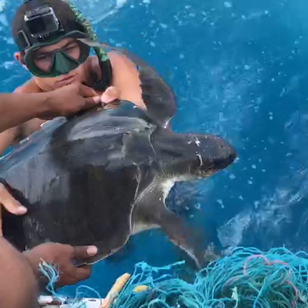 The moment this sea turtle finally swims free ๐ข๐