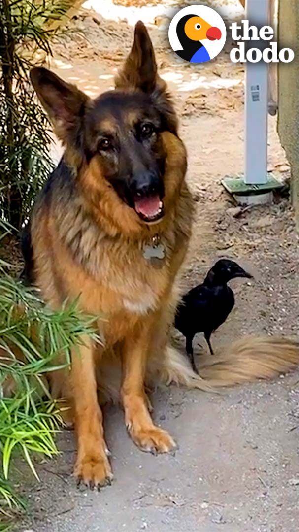 Rescue crow goes on walks with his favorite German Shepherd — and now that he can fly he brings all of his friends to visit 🖤